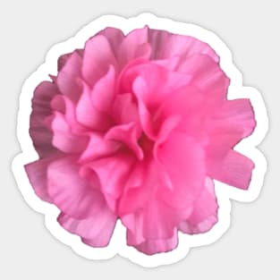 Pink Ranunculus Close-up Pic 2 Sticker